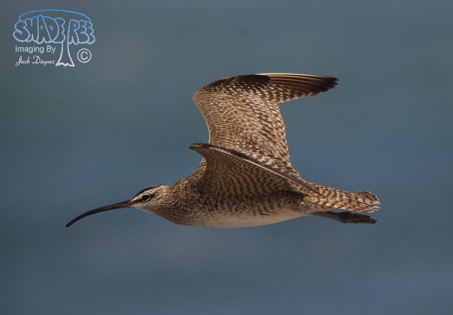 Whimbrel - Numenius phaeopus
