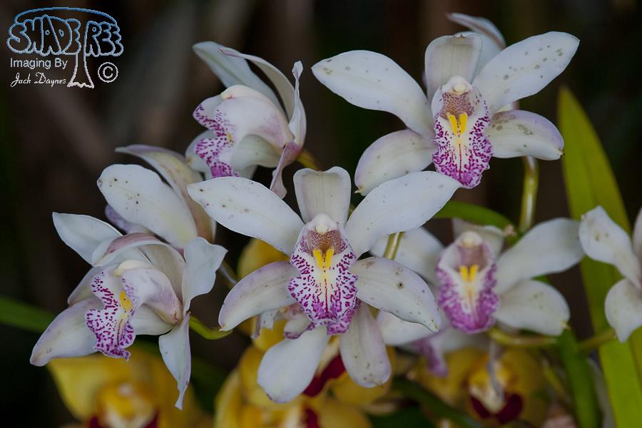 Orchid - Unknown