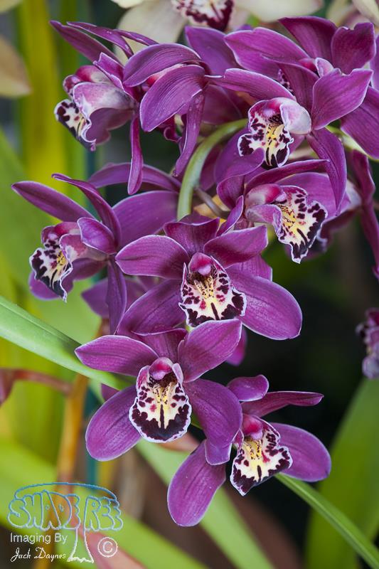 Orchid - Unknown