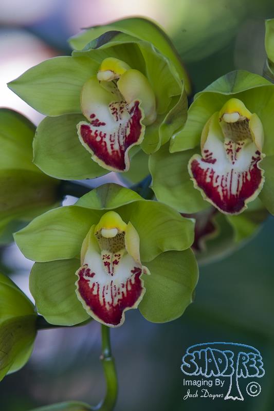 Orchid - Unknown