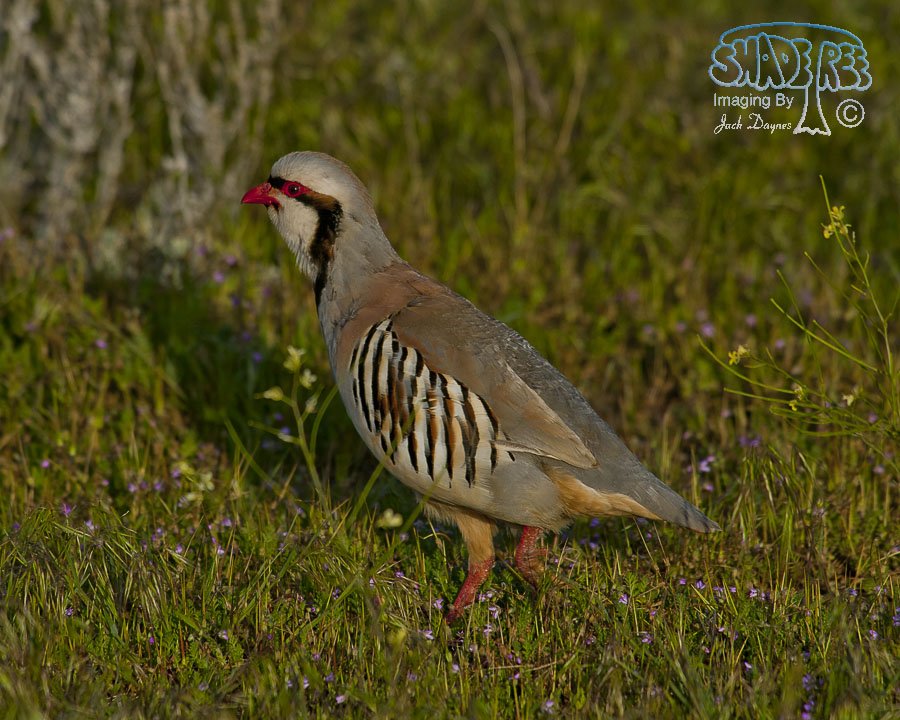 Chukar - Alectoris chukar