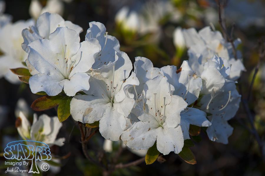 White Azalea - Rhododendron sp.