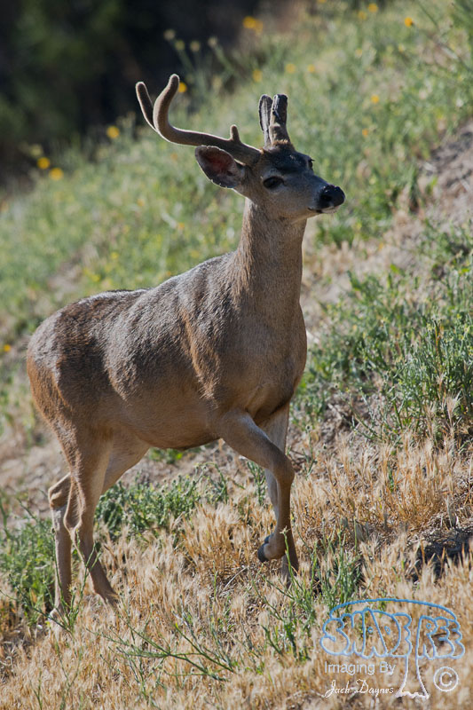 Mule Deer - Odocoileus hemionus