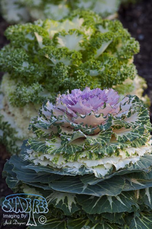 Ornamental Cabbage - Unknown