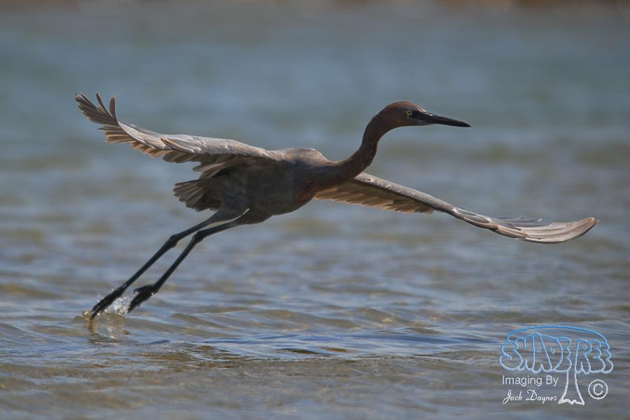 Reddish Egret - Egretta rufescens