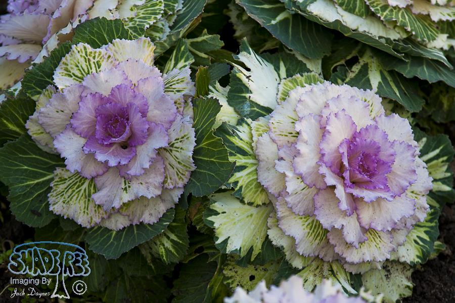 Ornamental Cabbage - Unknown
