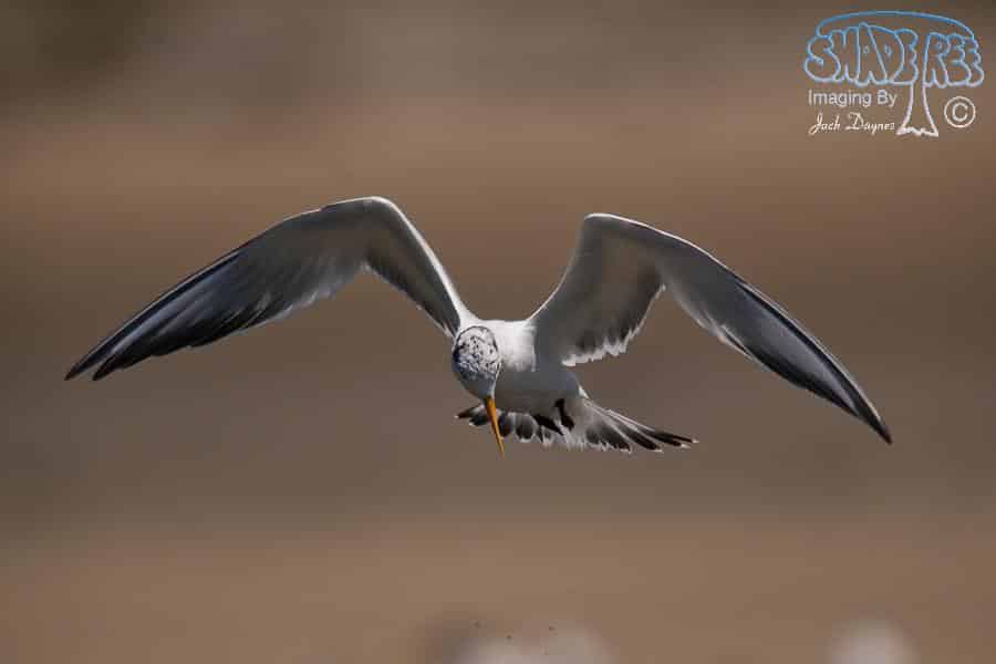 Elegant Tern - Thalasseus elegans
