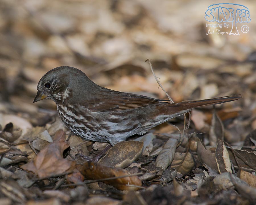Fox Sparrow - Passerella iliaca