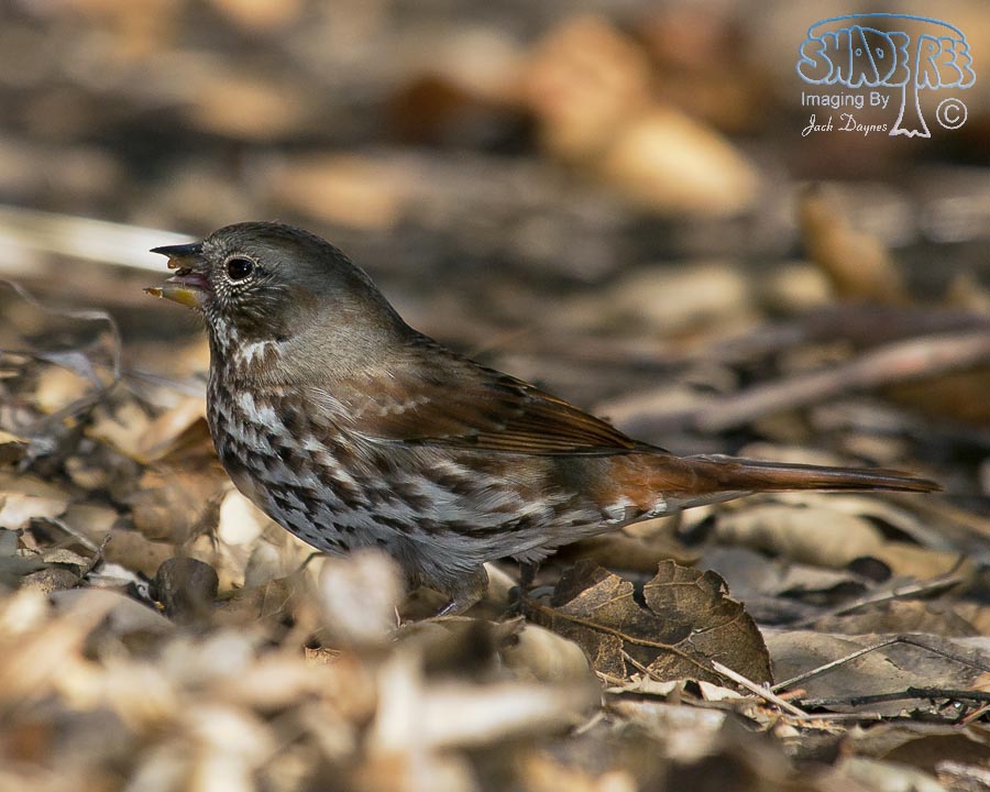 Fox Sparrow - Passerella iliaca