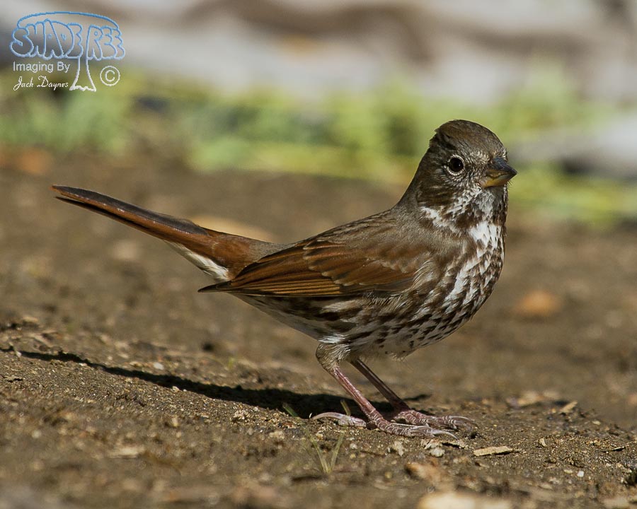 Fox Sparrow - Passerella iliaca