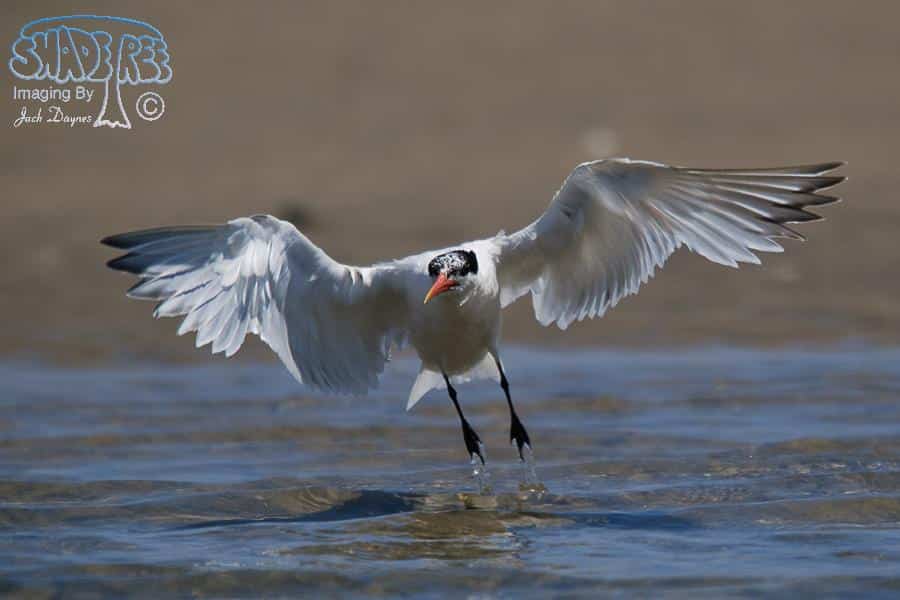 Elegant Tern - Thalasseus elegans
