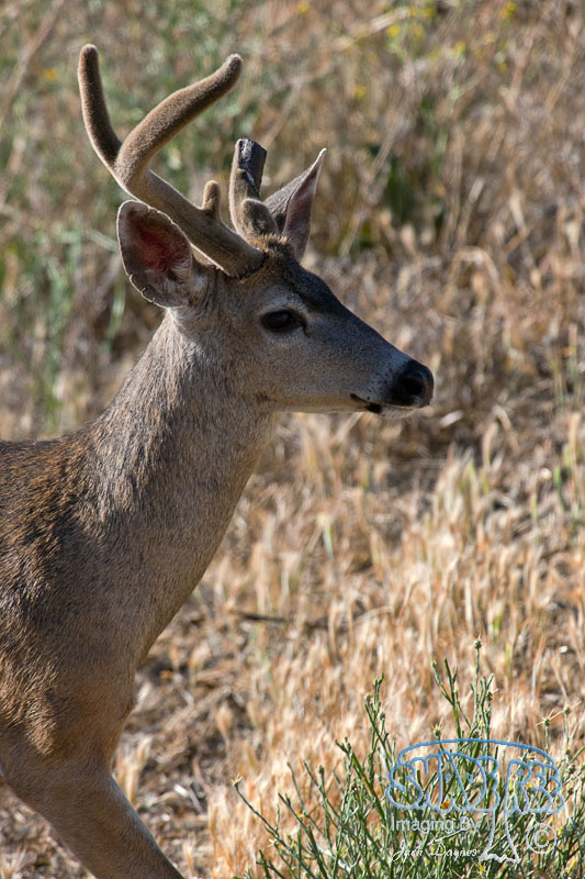 Mule Deer - Odocoileus hemionus