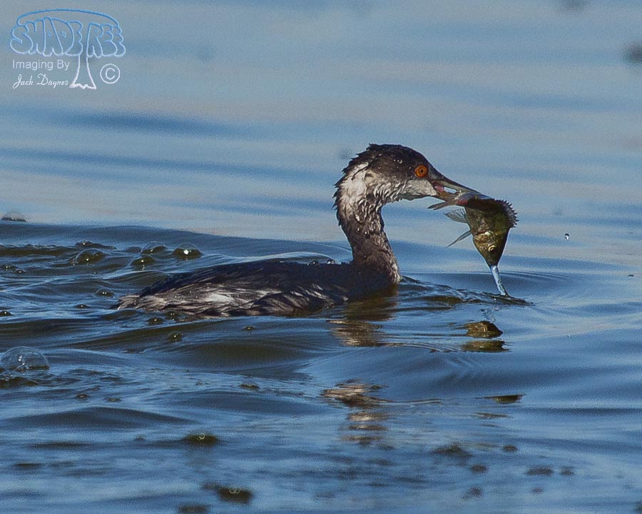 Eared Grebe - Podiceps nigricollis