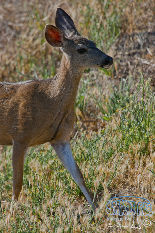 Mule Deer - Odocoileus hemionus