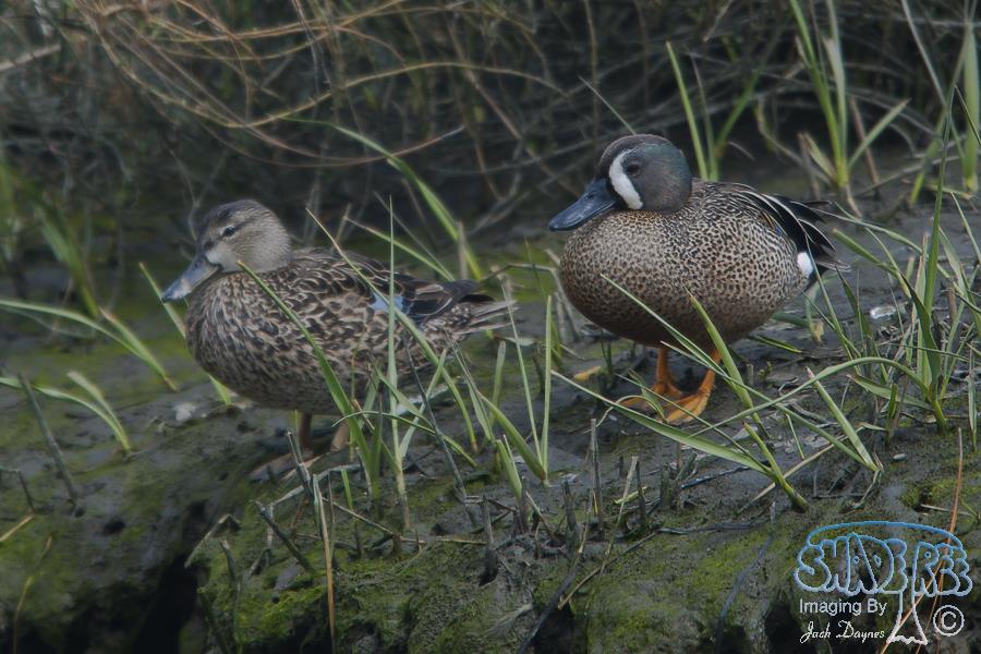 Blue-Winged Teal - Spatula discors