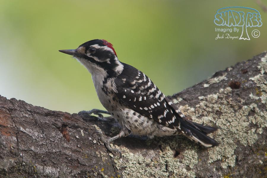 Nuttall's Woodpecker - Picoides nuttallii