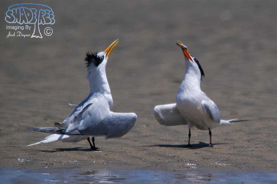 Elegant Tern - Thalasseus elegans