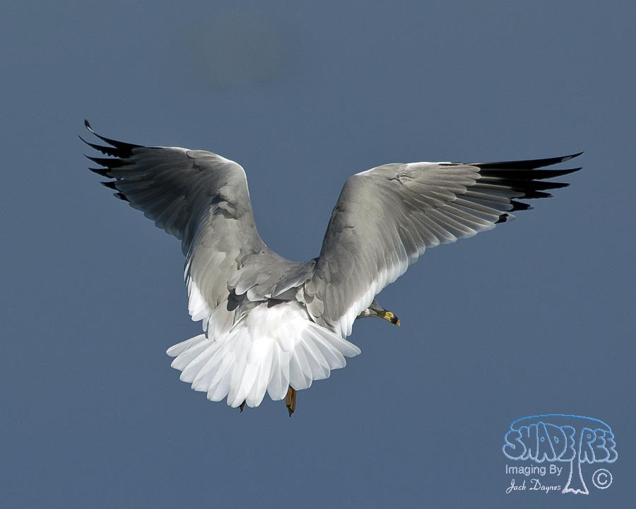 Ring-Billed Gull - Larus delawarensis