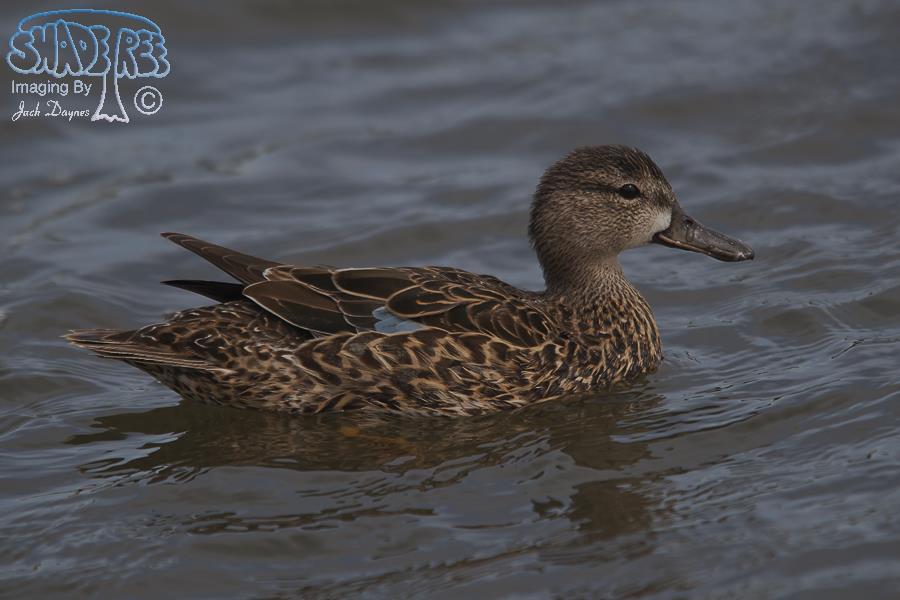 Blue-Winged Teal - Spatula discors
