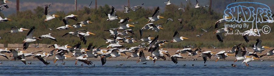 American White Pelican - Pelecanus erythrorhynchos