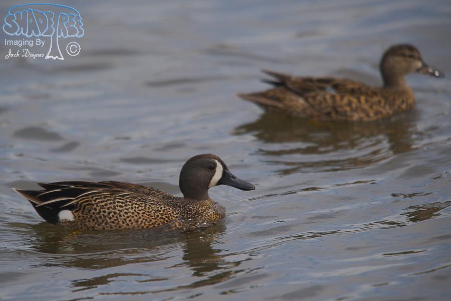 Blue-Winged Teal - Spatula discors