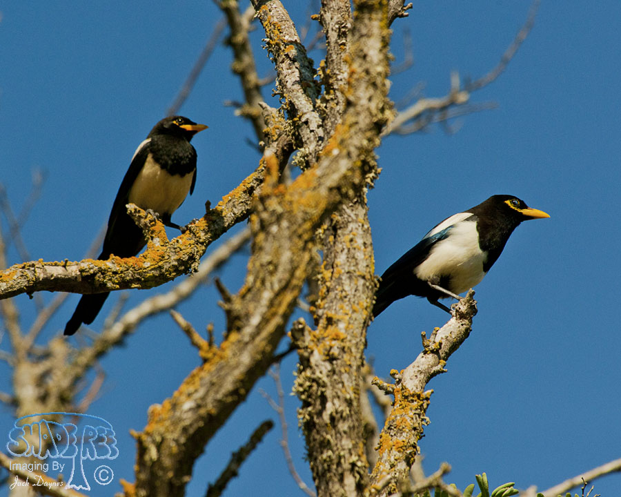 Yellow-Billed Magpie - Pica nuttalli
