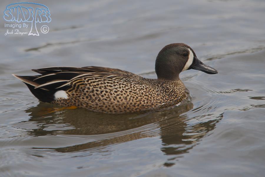 Blue-Winged Teal - Spatula discors