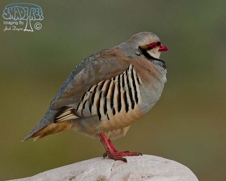 Chukar - Alectoris chukar
