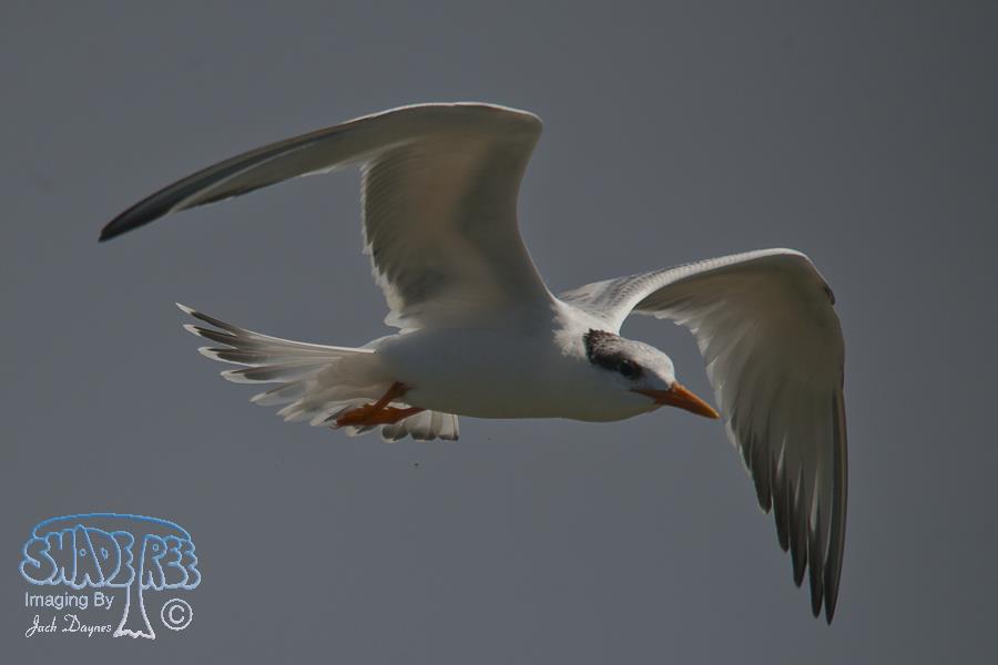 Elegant Tern - Thalasseus elegans