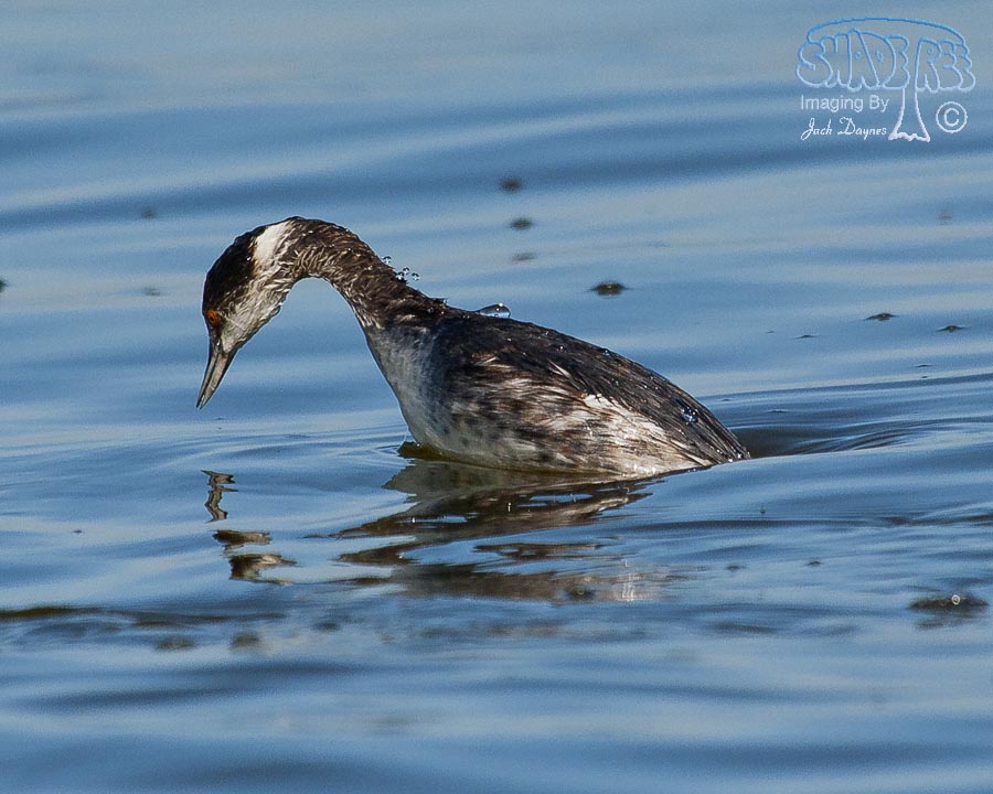 Eared Grebe - Podiceps nigricollis