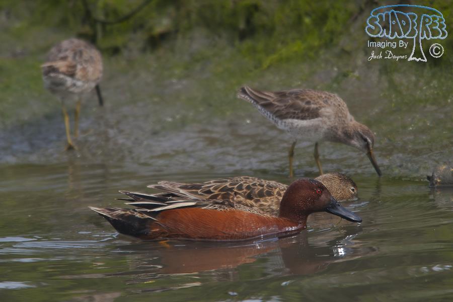Cinnamon Teal - Spatula cyanoptera