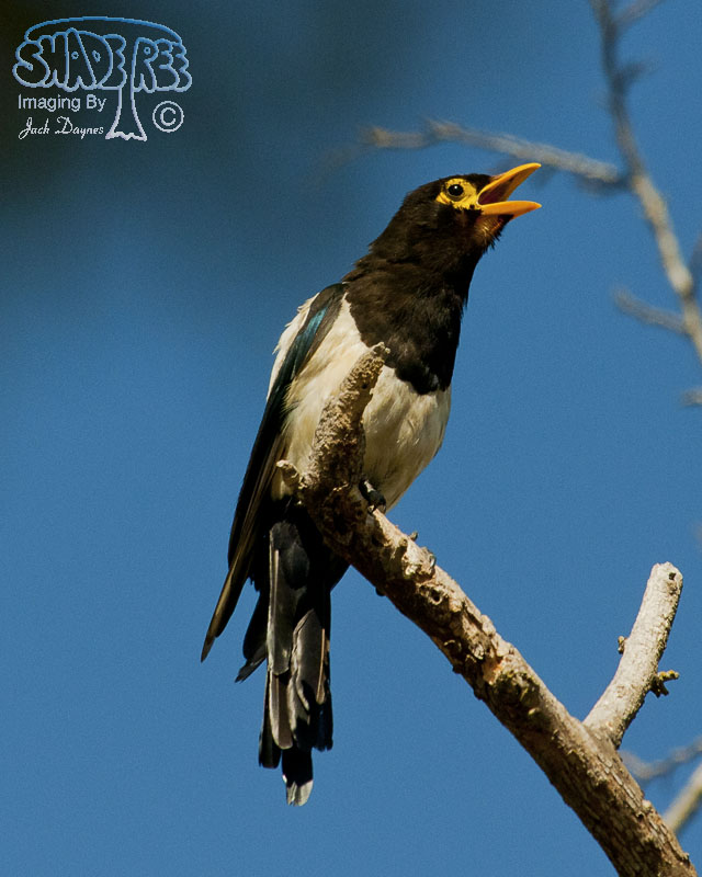 Yellow-Billed Magpie - Pica nuttalli