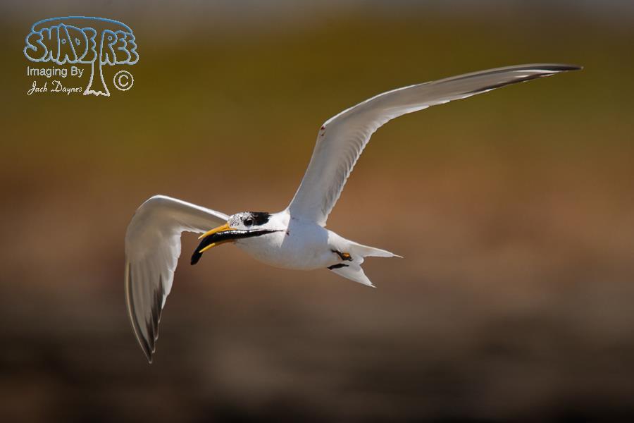 Elegant Tern - Thalasseus elegans
