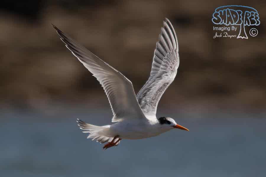 Elegant Tern - Thalasseus elegans