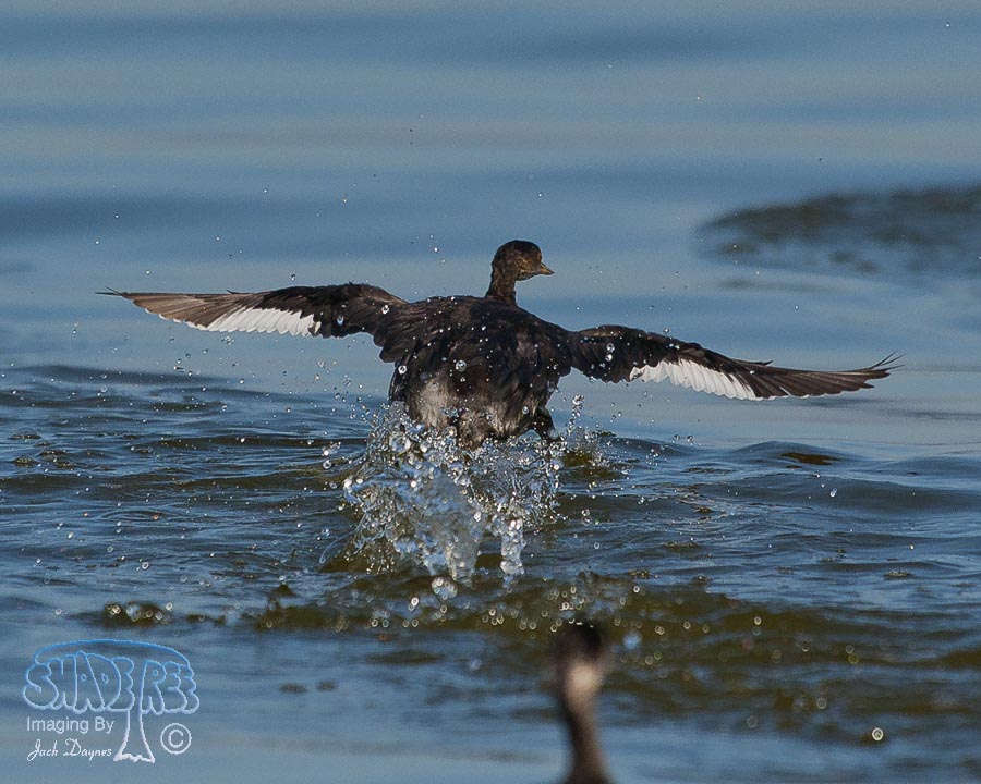 Eared Grebe - Podiceps nigricollis