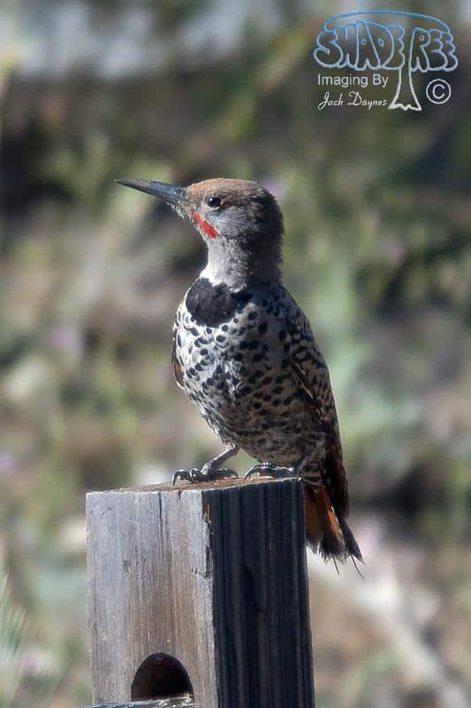 Northern Flicker - Colaptes auratus