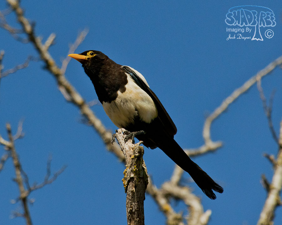 Yellow-Billed Magpie - Pica nuttalli