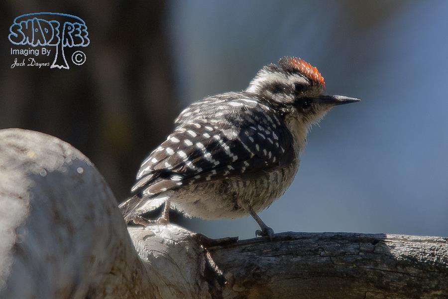 Nuttall's Woodpecker - Dryobates nuttallii