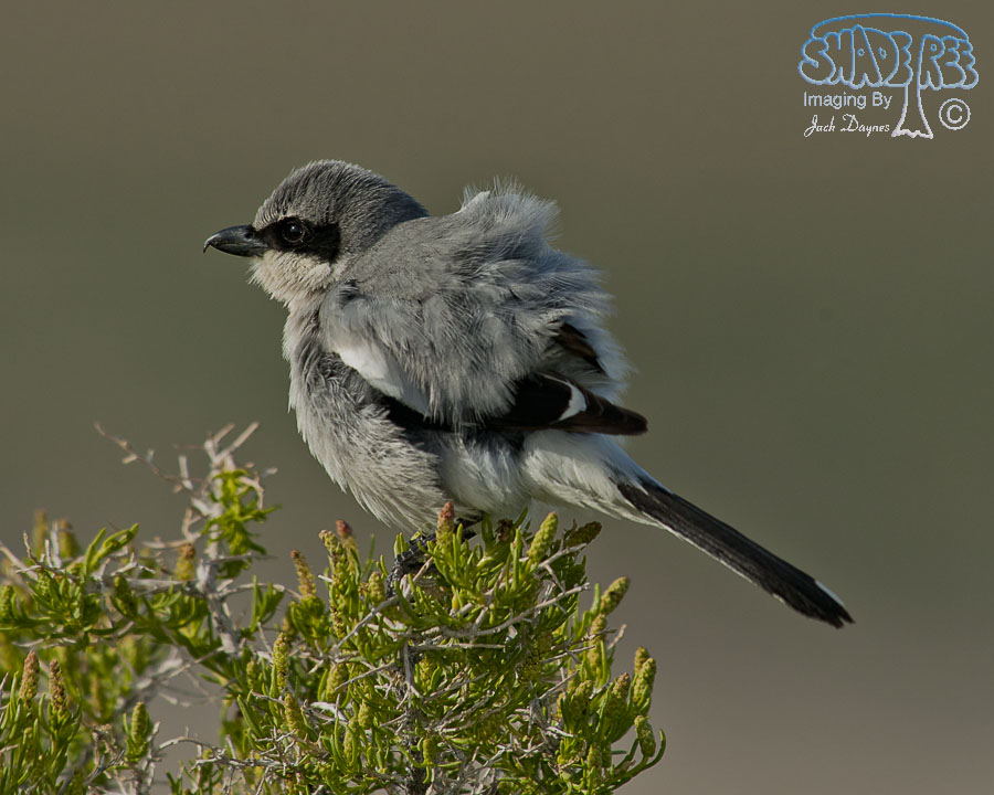 Loggerhead Shrike - Lanius ludovicianus