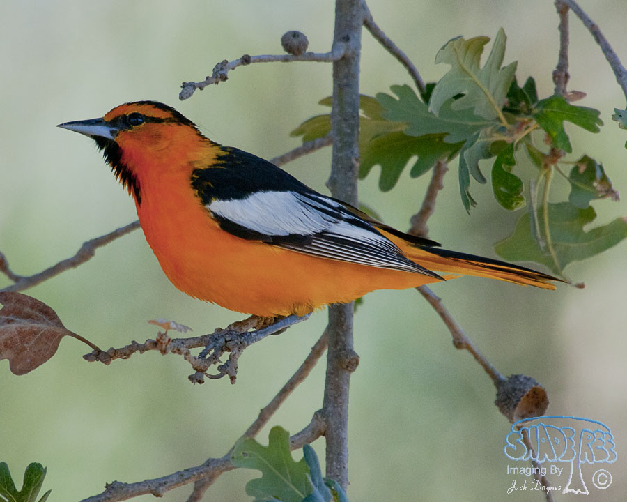 Bullock's Oriole - Icterus bullockii