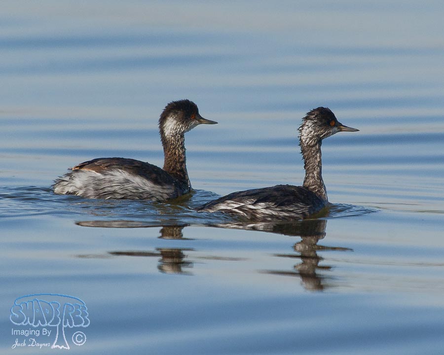 Eared Grebe - Podiceps nigricollis