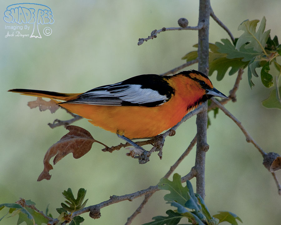 Bullock's Oriole - Icterus bullockii
