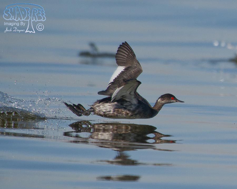 Eared Grebe - Podiceps nigricollis