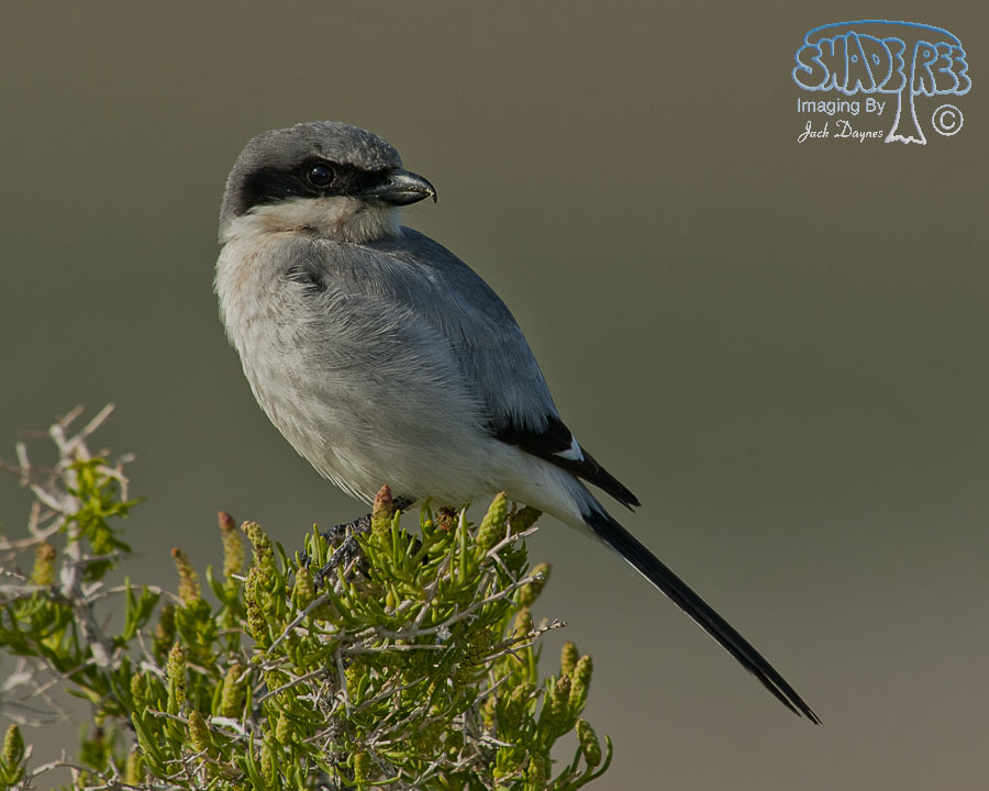 Loggerhead Shrike - Lanius ludovicianus