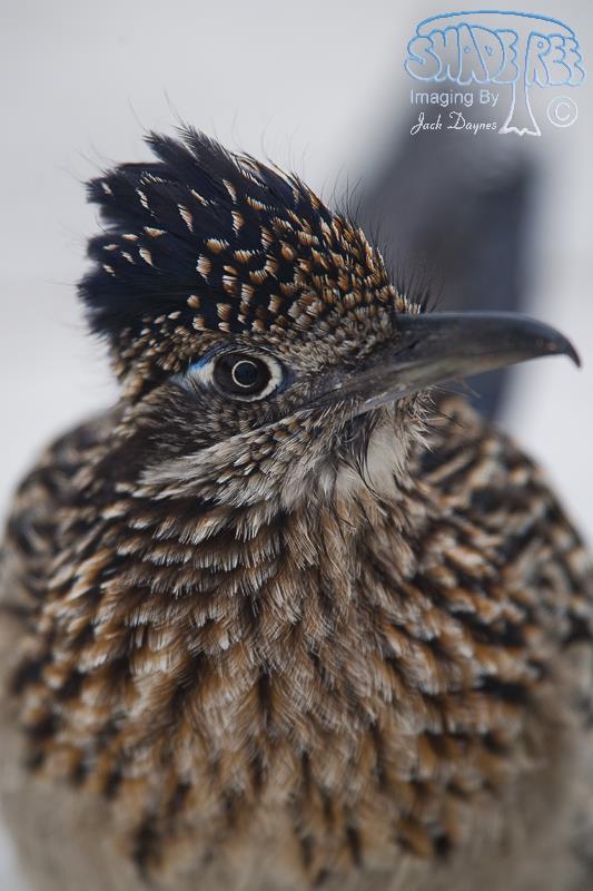 Greater Roadrunner - Geococcyx californianus