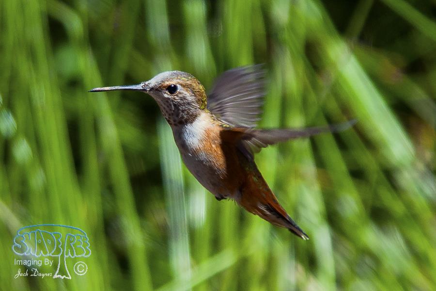 Allen's Hummingbird - Selasphorus sasin