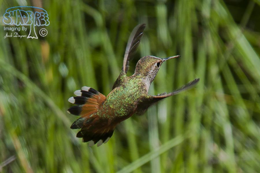 Allen's Hummingbird - Selasphorus sasin