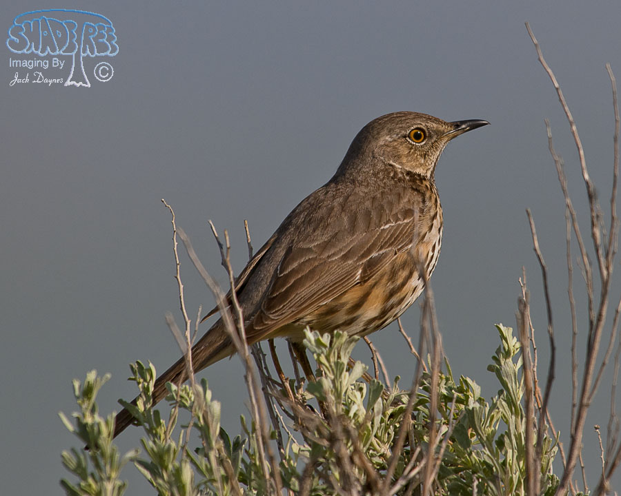 Sage Thrasher - Oreoscoptes montanus