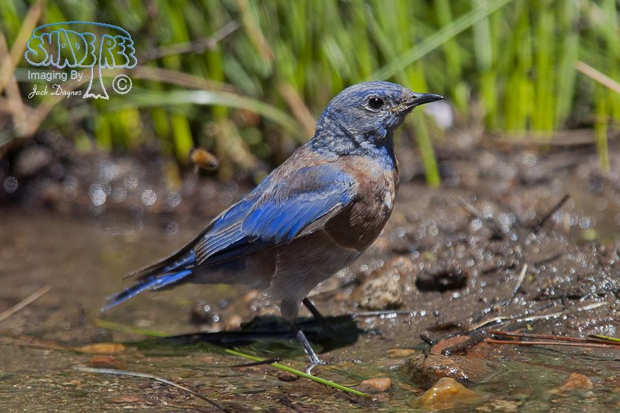Western Bluebird - Sialia mexicana