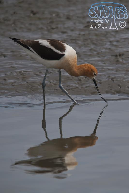 American Avocet - Recurvirostra americana